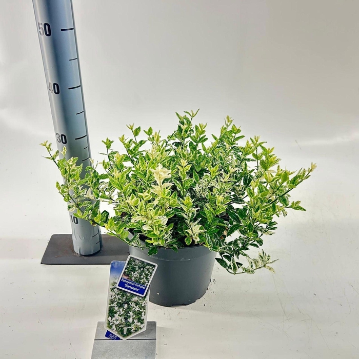 <h4>Euonymus fortunei Harlequin</h4>
