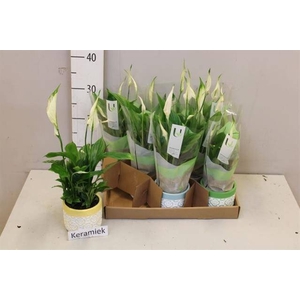 ARR SPATHIPHYLLUM