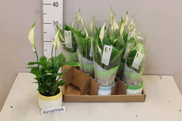 <h4>ARR SPATHIPHYLLUM</h4>