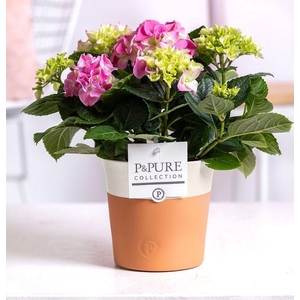 Hydrangea pink in P&PURE Terra Cotta 4 white