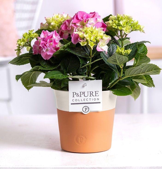 <h4>Hydrangea pink in P&PURE Terra Cotta 4 white</h4>