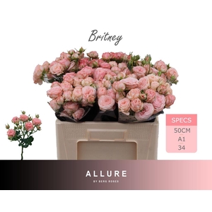 Rosa spray britney