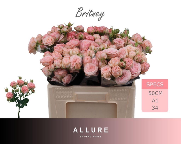 <h4>Rosa spray britney</h4>
