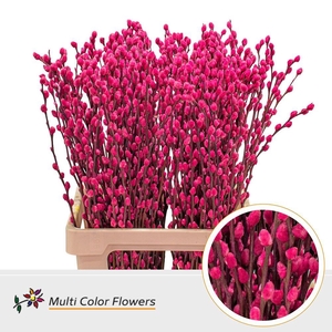 Salix caprea 'Snow Flake' .color H%