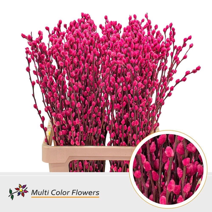 <h4>Salix caprea 'Snow Flake' .color H%</h4>