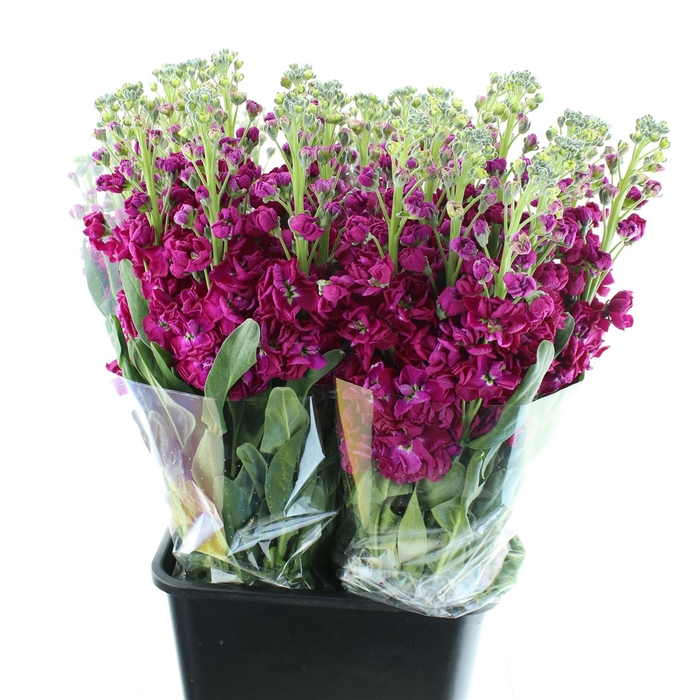 <h4>Matth Incana Iron Rose</h4>