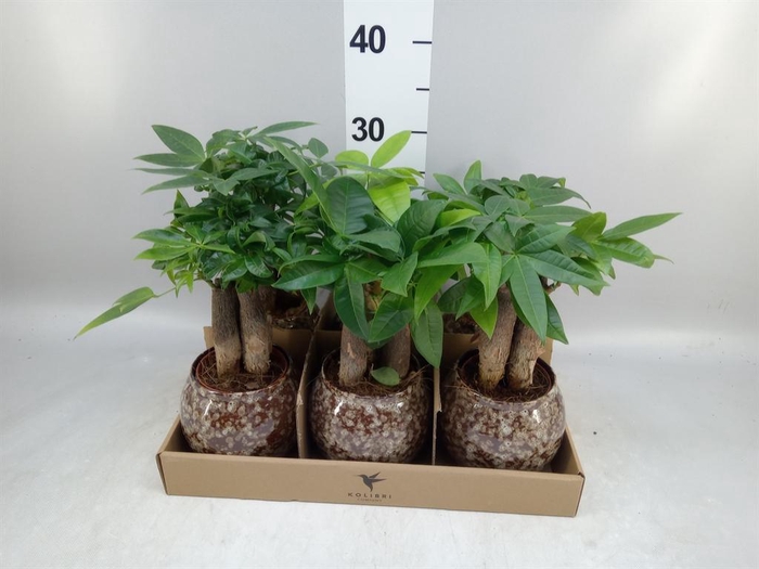 <h4>Pachira aquatica</h4>