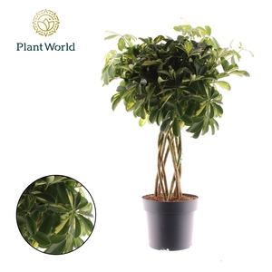 Schefflera Gold Capella koker
