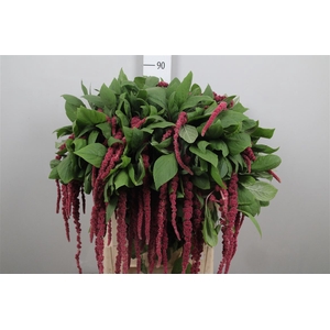 Amar Ca Red Cord