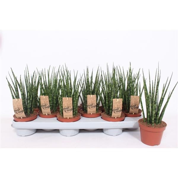 <h4>Sansevieria 'Fernwood'</h4>