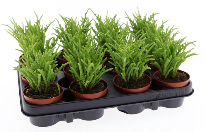 <h4>Crassula ...</h4>