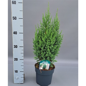 Juniperus ch Stricta