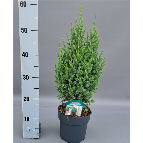 <h4>Juniperus ch Stricta</h4>