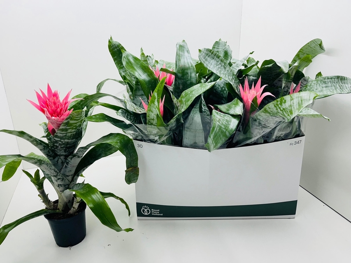 <h4>AECH FAS PRIMERA</h4>