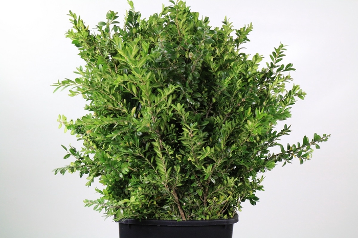 <h4>Buxus per Bos</h4>