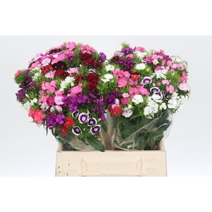 Dianthus Br Mix Rainbow