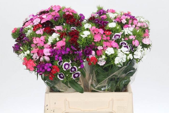 <h4>Dianthus Br Mix Rainbow</h4>