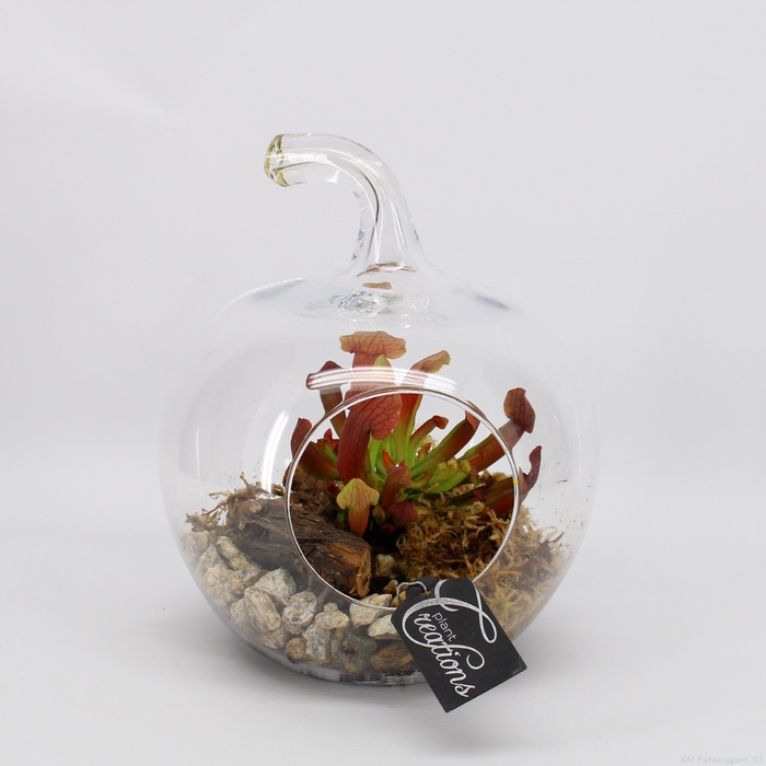 CARNI-2407 Carni creatie terrarium