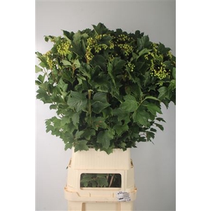 Viburnum Op Compactum