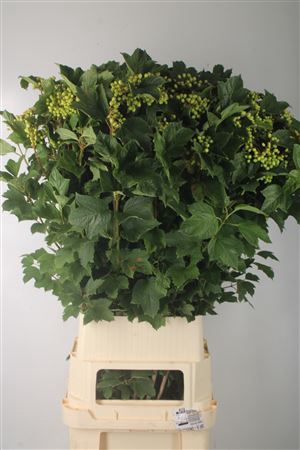 <h4>Viburnum Op Compactum</h4>
