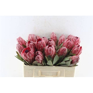 PROTEA SHARONET