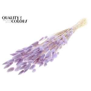 Lagurus Premium per bunch Intense Milka