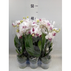 Phalaenopsis multi. 'FC Safe Haven'