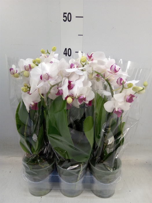 <h4>Phalaenopsis multi. 'FC Safe Haven'</h4>