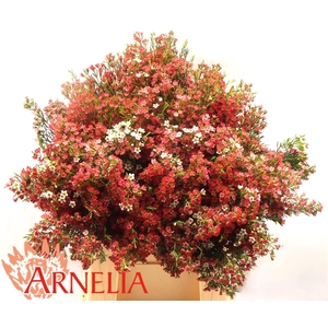 CHAME UN MY SWEET 16