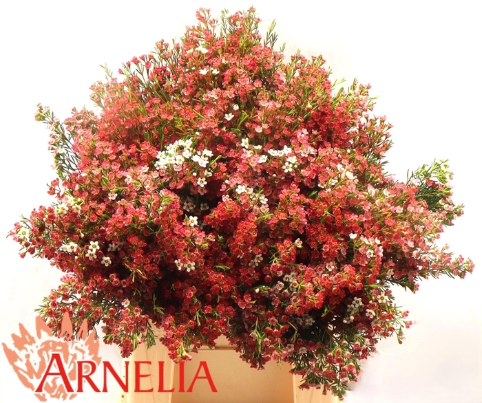 <h4>CHAME UN MY SWEET 16</h4>