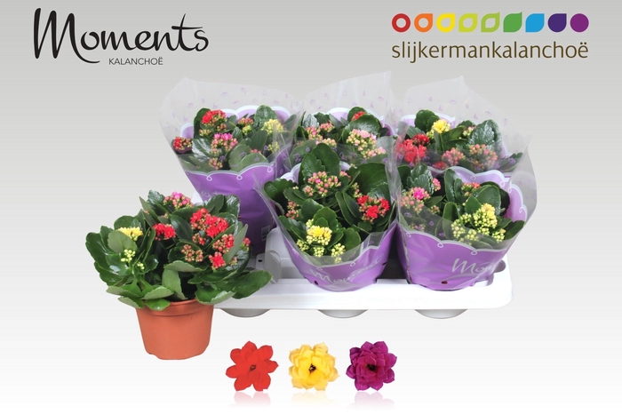 <h4>KAL GE GEM I POT</h4>