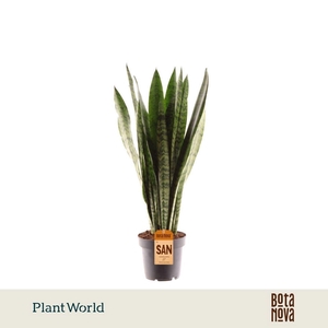 Sansevieria zeylanica