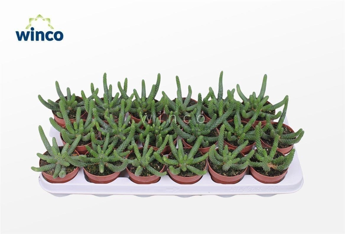 <h4>Euphorbia Inermis</h4>