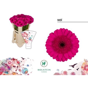 Gerbera mini Noï