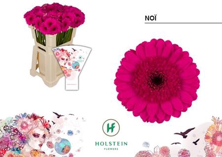 <h4>Gerbera mini Noï</h4>