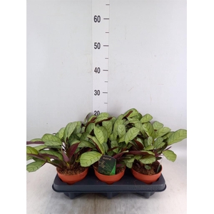 Ctenanthe burle-marxii 'Amagris'