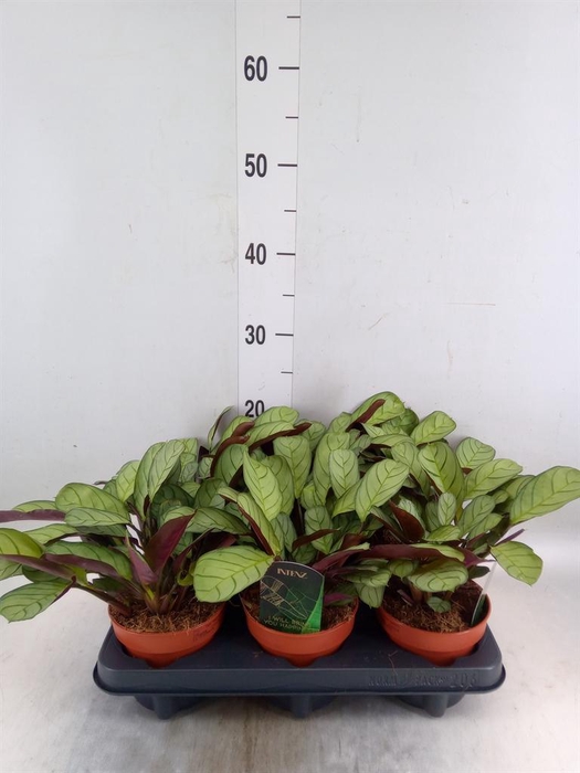 <h4>Ctenanthe burle-marxii 'Amagris'</h4>