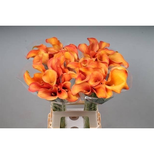 Zantedeschia callista