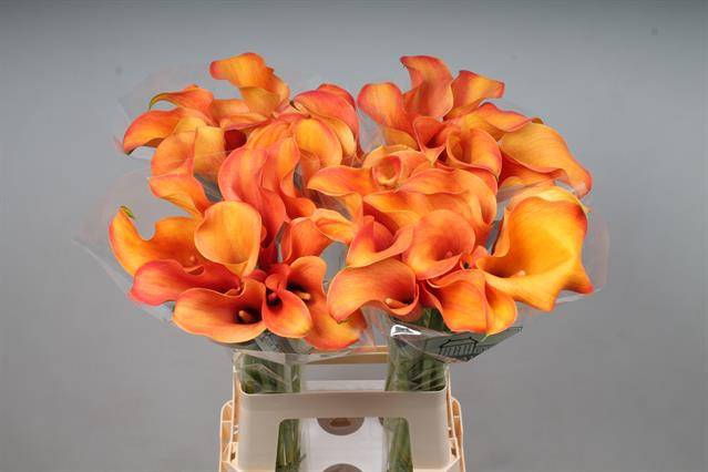 <h4>Zantedeschia callista</h4>