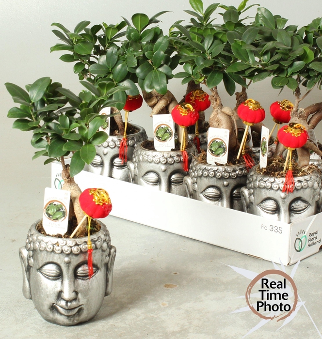 <h4>FIC MI GINSENG</h4>