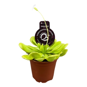 Vleesetende planten
