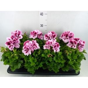 Pelargonium gran.   ..