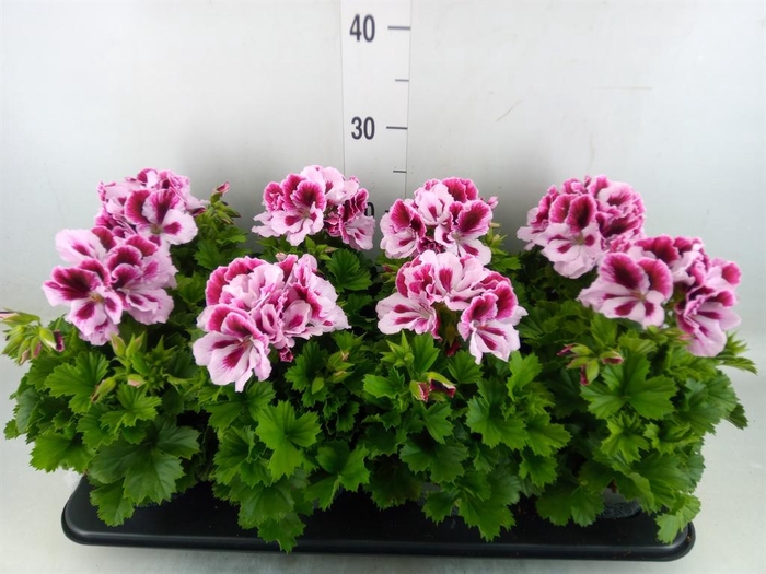<h4>Pelargonium gran.   ..</h4>