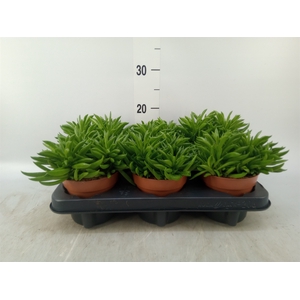 Peperomia fereirae 'Happy-Bean'