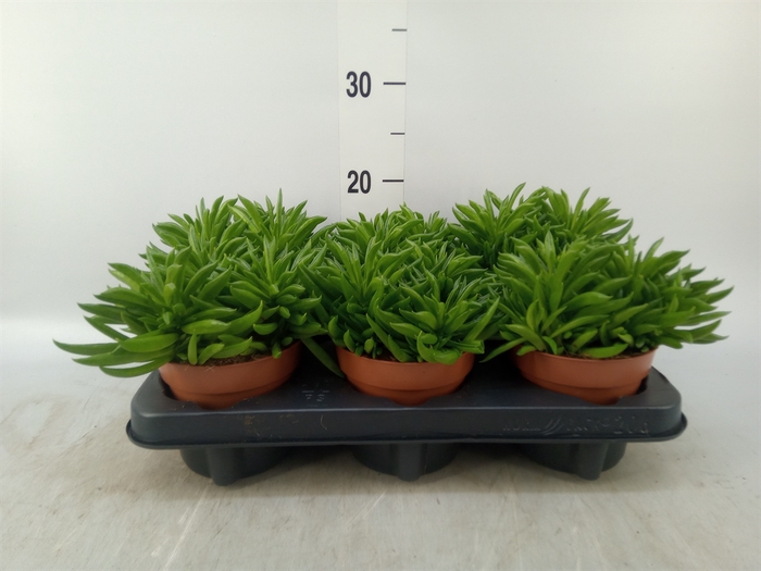 <h4>Peperomia fereirae 'Happy-Bean'</h4>