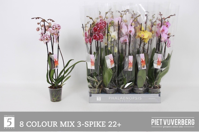 <h4>PHAL GEM 8 KL</h4>