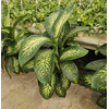 Dieffenbachia overig gemengd