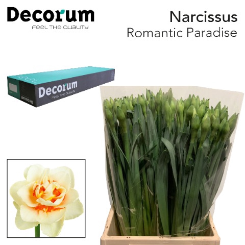 <h4>Narcissus Romantic Paradise Small Box 100</h4>