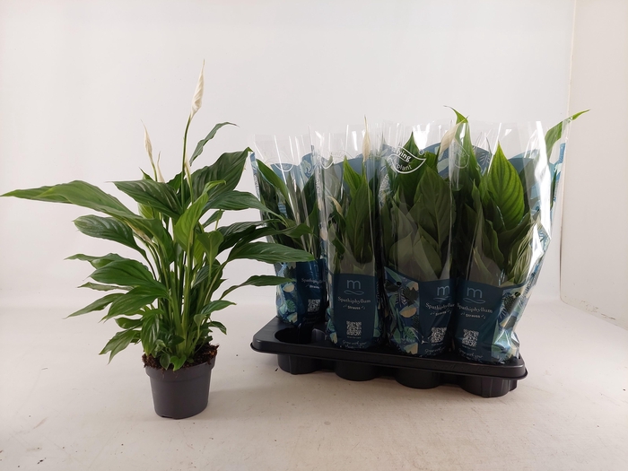 <h4>SPATH STRAUSS</h4>