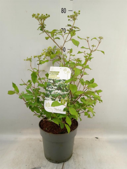 <h4>Viburnum plicatum</h4>